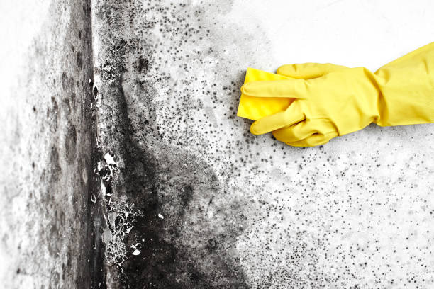 Best Toxic Mold Removal  in Pine Island, MN