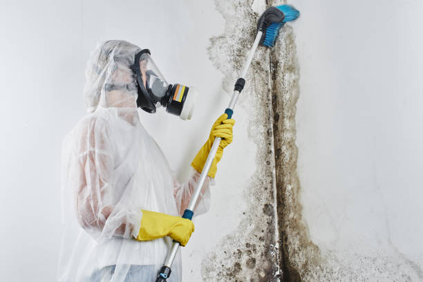 Best Crawl Space Mold Removal  in Pine Island, MN