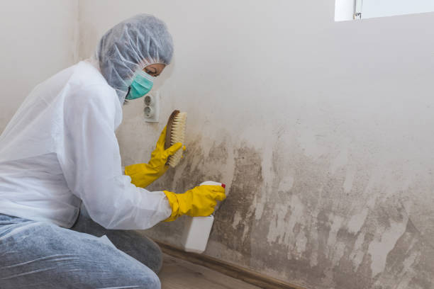 Best Mold Testing  in Pine Island, MN