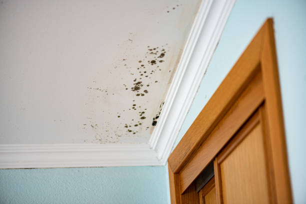 Best Black Mold Removal  in Pine Island, MN