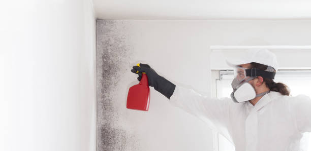 Professional Mold Removal in Pine Island, MN