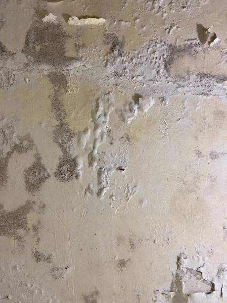 Best Attic Mold Removal  in Pine Island, MN