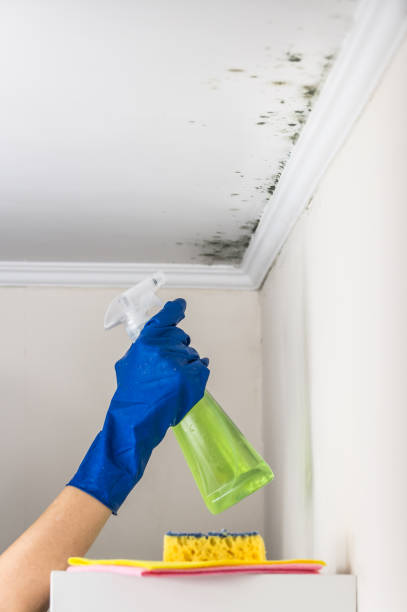 Mold Removal Process in Pine Island, MN